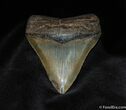 Collector Grade Inch Megalodon Tooth #72-2